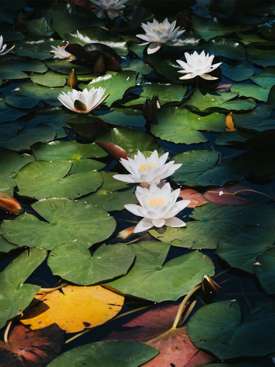 de-banyoles-natura-banner-001
