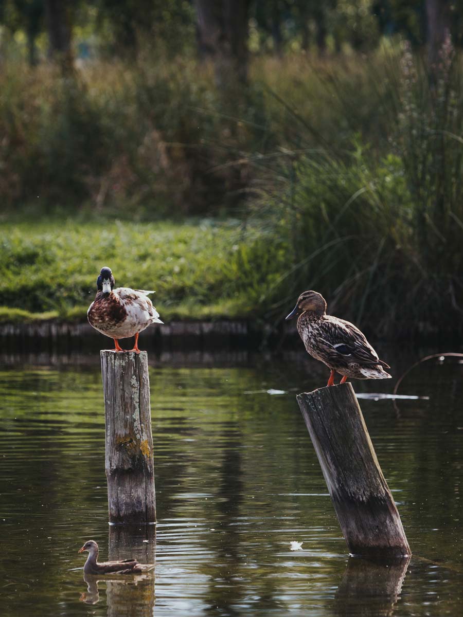de-banyoles-natura-banner-004
